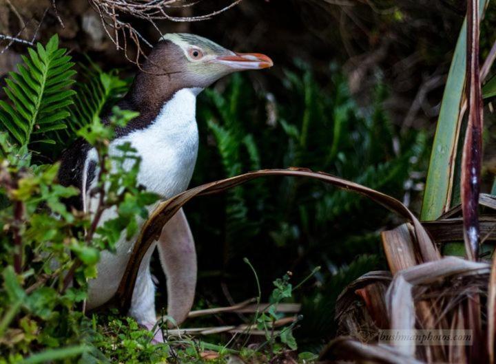 Mike & Jenny'S Kaka Point Accommodation Buitenkant foto